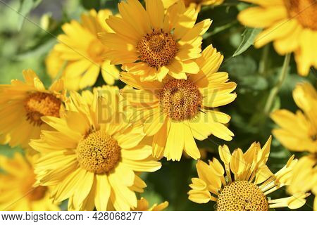 Yellow Chamomile Heliopsis In The Garden On A Bush