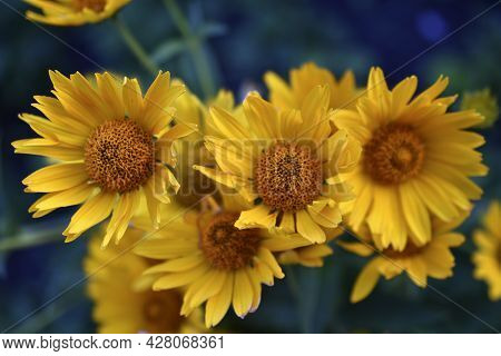 Yellow Chamomile Heliopsis In The Garden On A Bush
