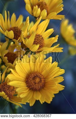 Yellow Chamomile Heliopsis In The Garden On A Bush