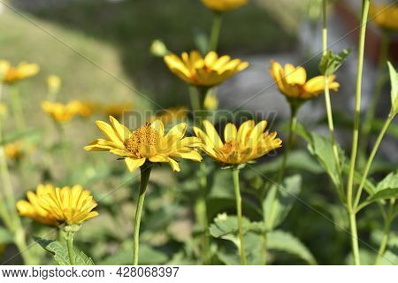 Yellow Chamomile Heliopsis In The Garden On A Bush
