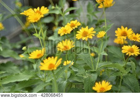 Yellow Chamomile Heliopsis In The Garden On A Bush