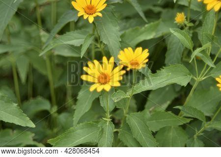Yellow Chamomile Heliopsis In The Garden On A Bush