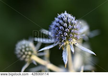 Echinops Thistle With Blue Flowers Close-up Old