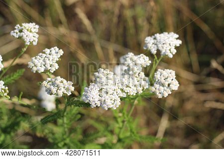 Medicinal Wild Herb Yarrow Achillea Millefolilium . The Plant During Flowering , Closeup