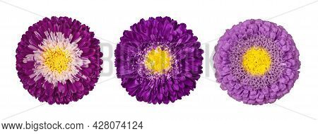 Set Of Purple Aster Flowers Isolated On A White Background. Flowers Set. Callistephus Chinensi. Astr