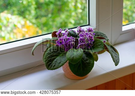 Blossoming African Violet Flower Saintpulia On Windowsill Home. Home Decor