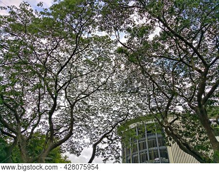 A Large Number Of Branches Covered A Building.