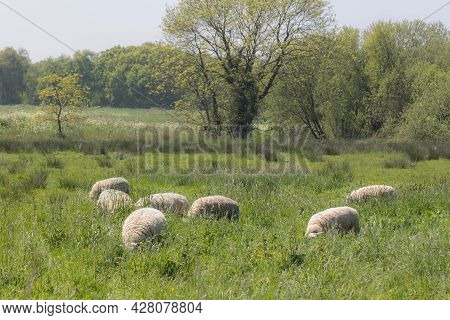 Sheep Grazing With Their Heads Down In Long Grass. Organic Freerange Farming. Domestic Livestock Fre