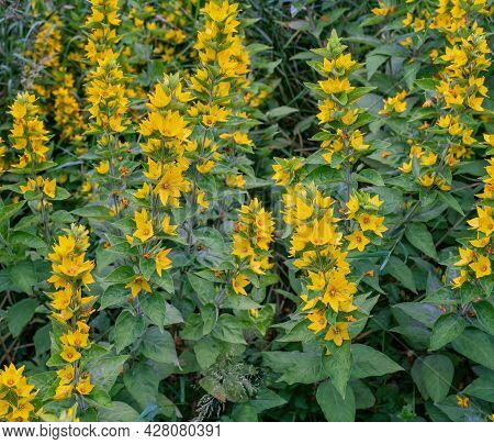 Large Yellow Loosestrife Plant Bloomig In Summer. Close View.