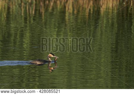 Great Crested Grebe (podiceps Cristatus) With A Recently Caught Fish In Its Beak Swimming On A Lake 
