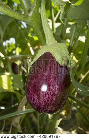 White Streaked Gandia Aubergine O Listada De Gandia