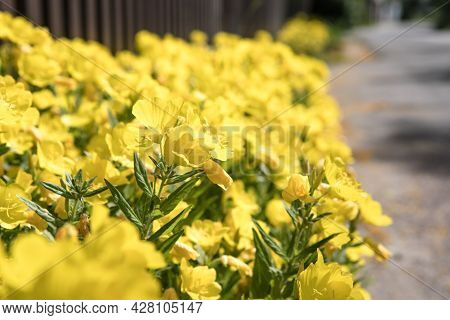 Enotera - Yellow Flowers Is Flowering In Summer