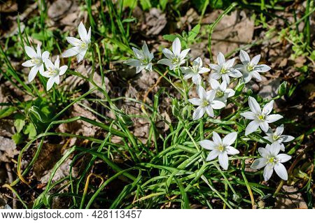 Many Delicate Small White Flowers Of Ornithogalum Umbellatum Plant Commonly Known As  The Garden Sta