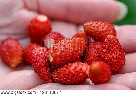 Wild Strawberries Handpicked In Garden Ready To Eat