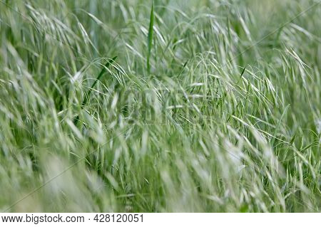 Bromus Tectorum, Downy Brome, Drooping Brome Or Cheatgrass Selective Focus Closeup Macro Grass Rural