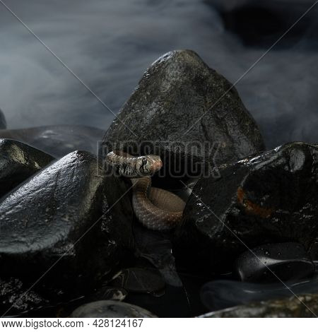 Drymarchon On The Background Of Cameos, Fog. Snake Art