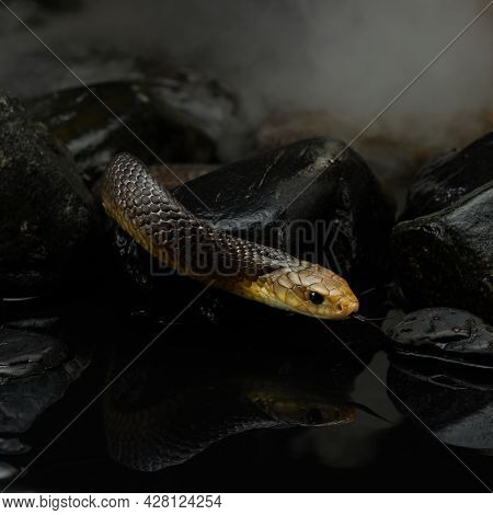 Drymarchon On The Background Of Cameos, Fog. Snake Art