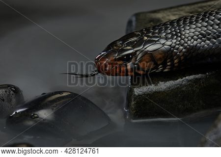 Drymarchon On The Background Of Cameos, Fog. Snake Art