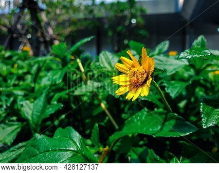 Flower (melampodium Paludosum Flower)
