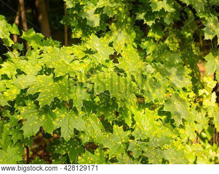 Maple Leaves Affected By The Fungus Rhytisma Acerinum, Close-up. Urban Tree Disease