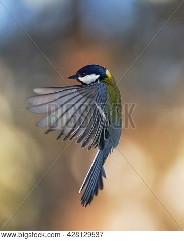 Bird Frozen In Flight With Wings Spread