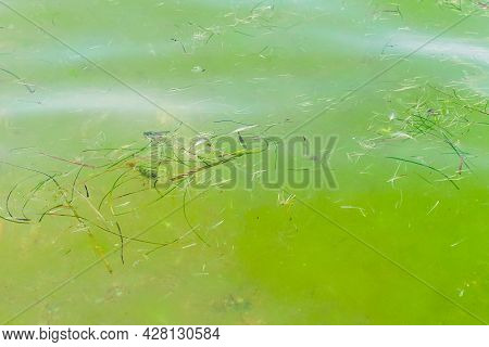 Algae Zostera Marina In The Black Sea On The Surface Of The Water