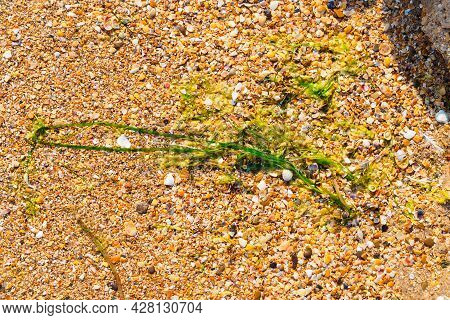 Seaweed Zostera Marina On The Black Sea Coast On The Sand