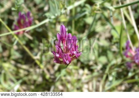 Illyric Montpellier Milk Vetch - Latin Name - Astragalus Monspessulanus Subsp. Illyricus