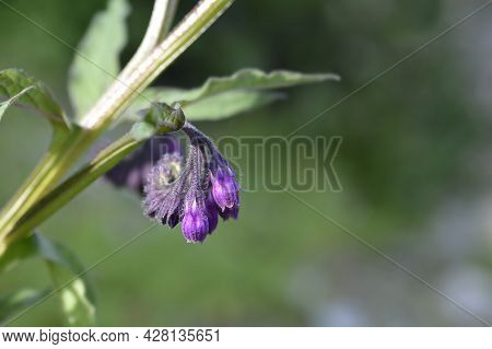 Common Comfrey - Latin Name - Symphytum Officinale