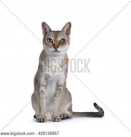 Senior Male Singapura Cat, Sitting Up Facing Front. Looking Towards Camera. Isolated On A White Back