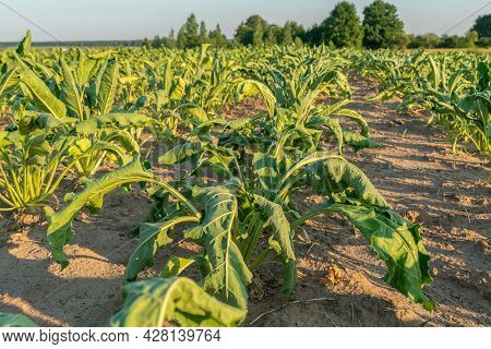 Agricultural Field With Dehydrated Sugar Beet On A Hot Sunny Summer Day. Concept Of Crop Dewatering