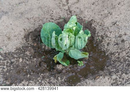 Watered Fresh Green Cabbage Close-up Of A Vegetable Garden With Cabbage With Copy Space