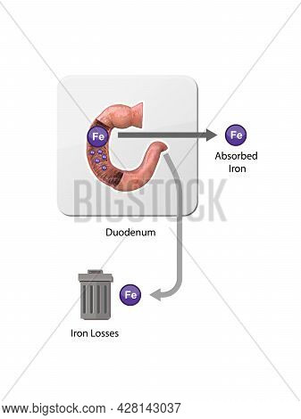 Iron Metabolism. From Liver, Intestine And Spleen. Ferrum Circulation, Recycling, Stores And Absorpt