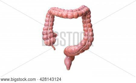 Iron Metabolism. From Liver, Intestine And Spleen. Ferrum Circulation, Recycling, Stores And Absorpt
