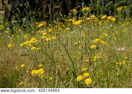 Rough Hawksbeard (crepis Biennis) Plant Blooming In A Meadow