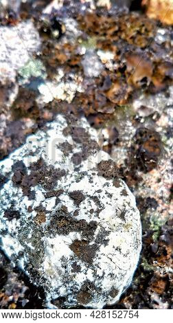 Ancient Stone Surface With Lichen. Colorful Natural Vivid Background Of Lichen On Stone Surface. Abs