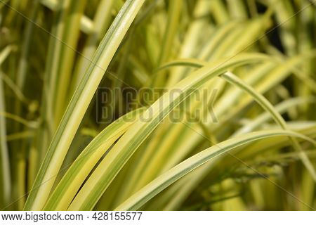 Slender Sweet Flag Ogon Leaves - Latin Name - Acorus Gramineus