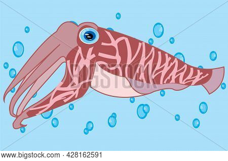 Cartoon Of The Cuttlefish Squid Sailling In Water