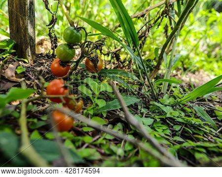 Cherry Tomatoes (solanum Lycopersicum Var. Cerasiforme) Still On The Tree With Other Fruits Around, 