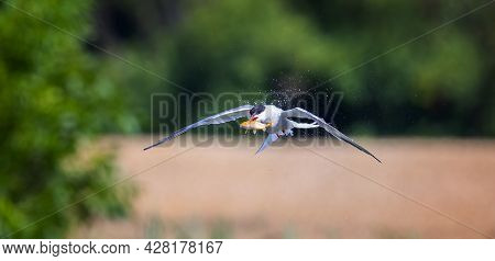 The Sterna Caught The Fish And Carries It Away In Its Beak