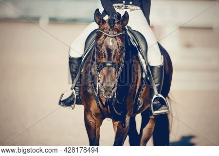 Equestrian Sport. Portrait Sports Stallion In The Double Bridle.the Legs Of The Rider In The Stirrup