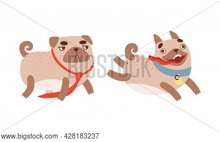 Funny Pug Dog With Curled Tail And Light Brown Coat Running With Stick Out Tongue Vector Set