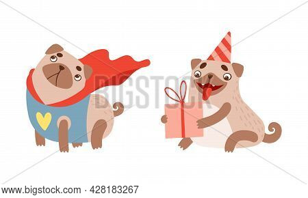 Funny Pug Dog With Curled Tail And Light Brown Coat Holding Gift Box And Wearing Superhero Cloak Vec