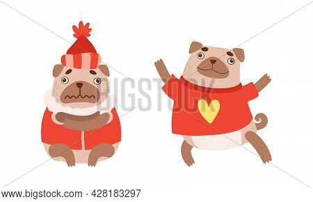 Funny Pug Dog With Curled Tail And Light Brown Coat In Warm Winter Clothing Vector Set
