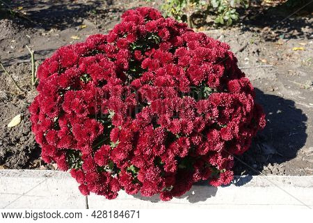 Globose Bush Of Red Chrysanthemums In Mid October