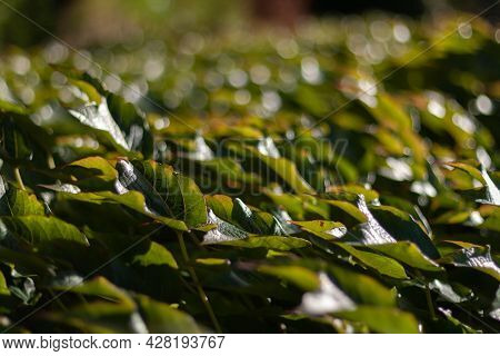 Detail Of Creeper Plant Leaves With Shallow Depth Of Field