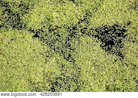The Top Of Pond Water Covered In Duckweed
