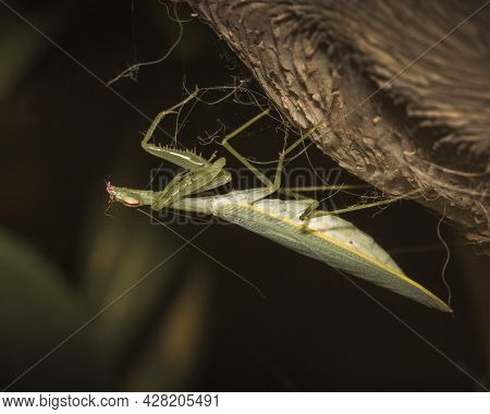Close Up Of A Praying Mantis Hanging Upside Down