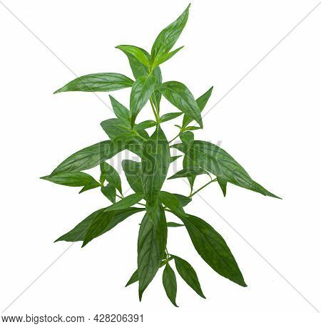 Andrographis Paniculata (green Chiretta) Isolated On A White Background