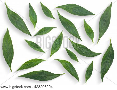 Andrographis Paniculata (green Chiretta) Isolated On A White Background